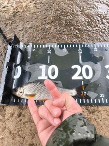 Roach