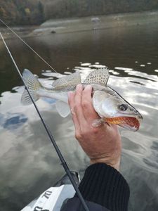 Zander
