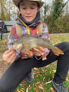 European Perch