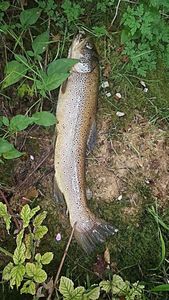 Brown Trout