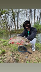 Rainbow Trout