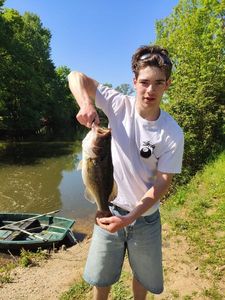 Largemouth Bass