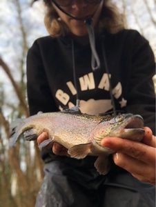 Rainbow Trout
