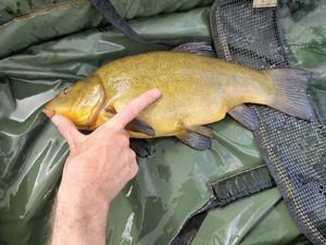 Tench