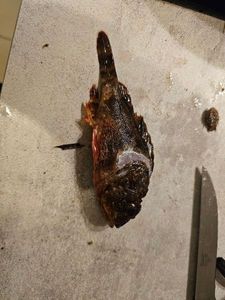 Brown Scorpionfish