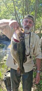 Largemouth Bass