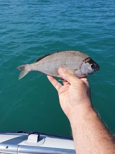 Black Seabream