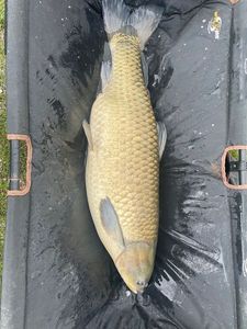 Grass Carp