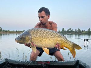 Common Carp