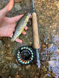 Brown Trout