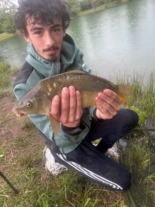 Mirror Carp