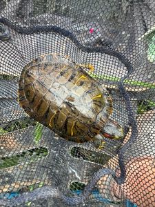 Red-Eared Slider