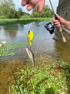Gudgeon