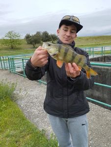European Perch