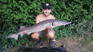 Sturgeon