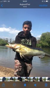 Zander