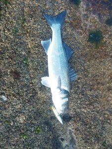European Bass (Seabass)