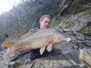 Common Carp