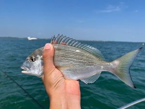 Gilthead Seabream