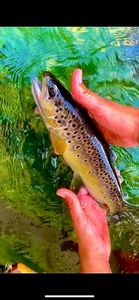 Brown Trout