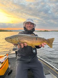 Brown Trout