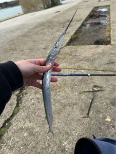 Garfish