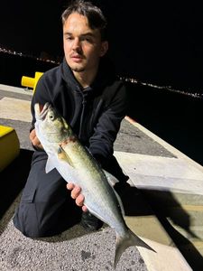 Bluefish