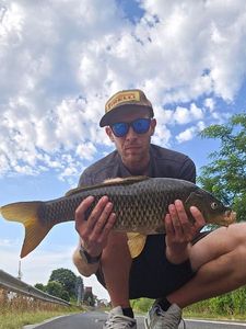 Common Carp