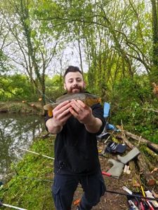 Common Carp