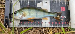European Perch