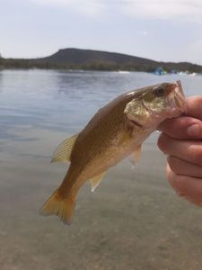 Largemouth Bass
