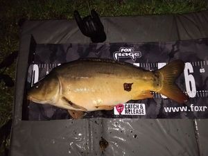 Leather Carp