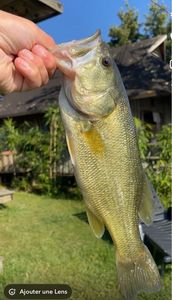 Largemouth Bass