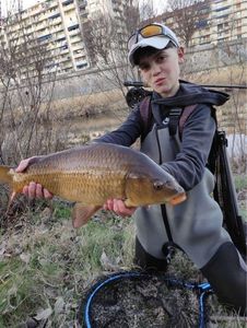 Common Carp