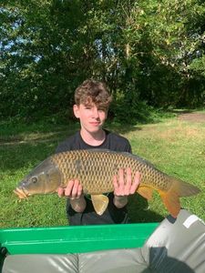 Common Carp