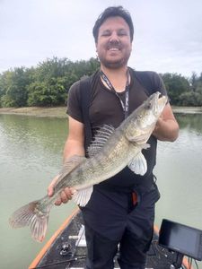 Zander