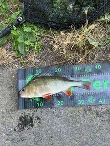 European Perch