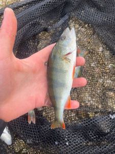 European Perch