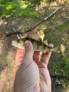 European Perch