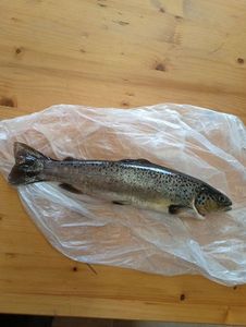 Brown Trout