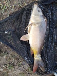 Leather Carp