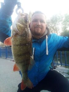 European Perch
