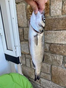 European Bass (Seabass)
