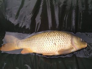 Common Carp