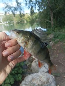 European Perch