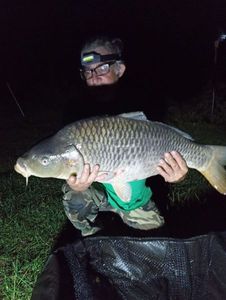 Common Carp
