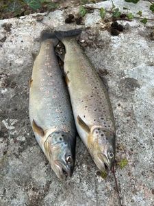 Brown Trout