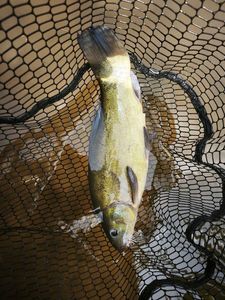 Tench