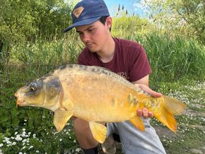 Mirror Carp