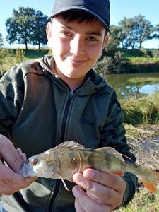 European Perch